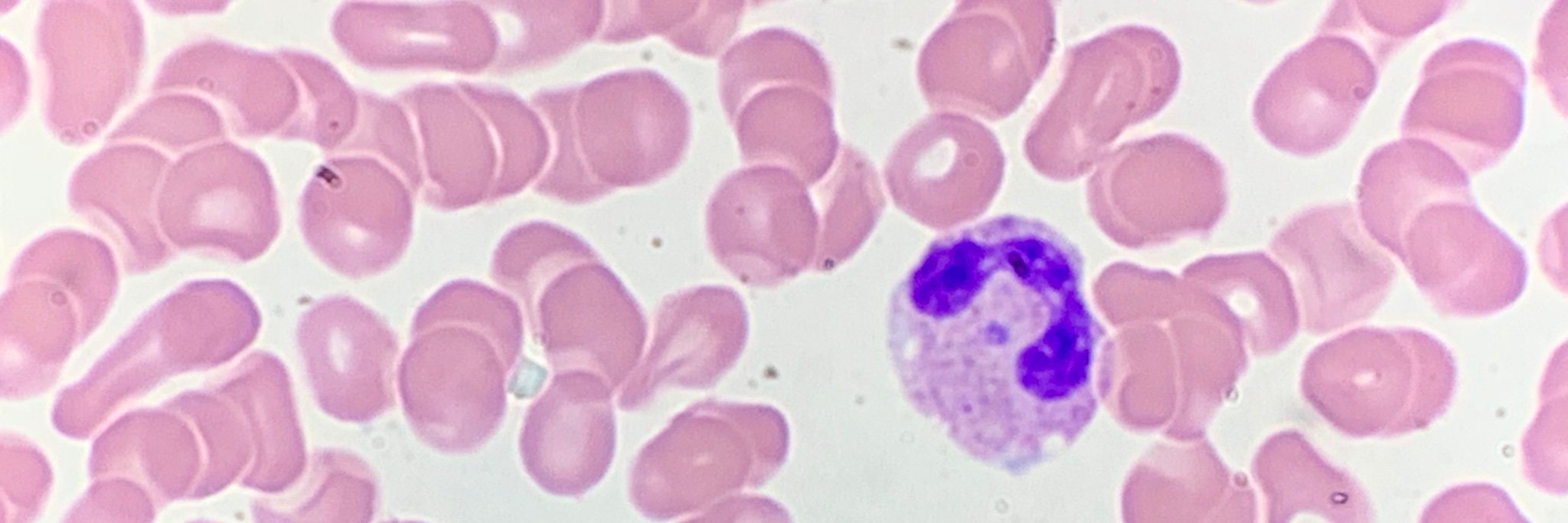 @smdh@mastodon.world banner