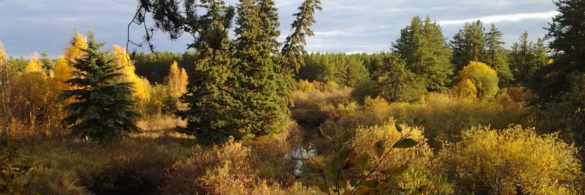 SaskieSonya's profile banner image