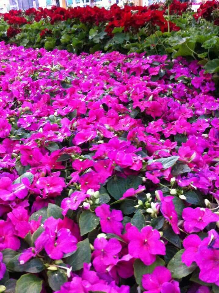 Sue 💙🌎🇺🇸☮️ banner