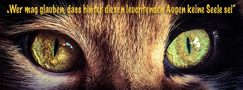 Hexenmieze's profile banner image