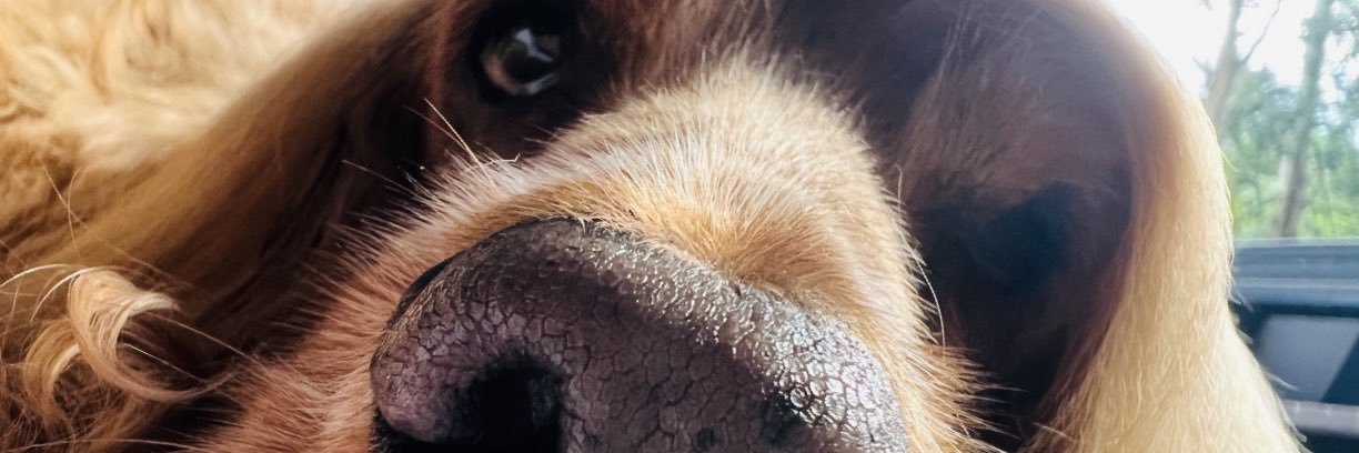 daniBesoss's profile banner image
