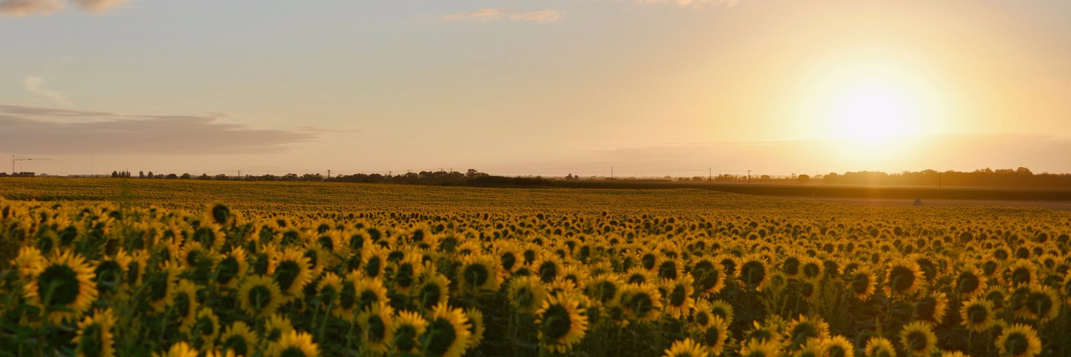 Alister Bennett banner