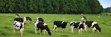 Dan Shock DVM PhD🐄🇨🇦 banner