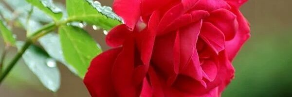 zeli_huma's profile banner image
