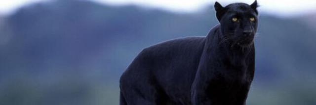 henke7586's profile banner image