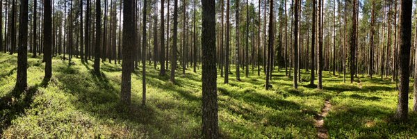 Kinnva Profile Banner