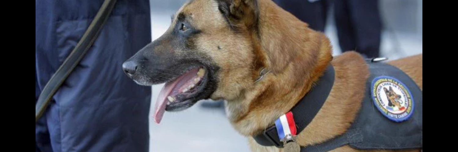 jesuischien's profile banner image
