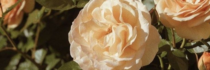 Fanny Feriska banner