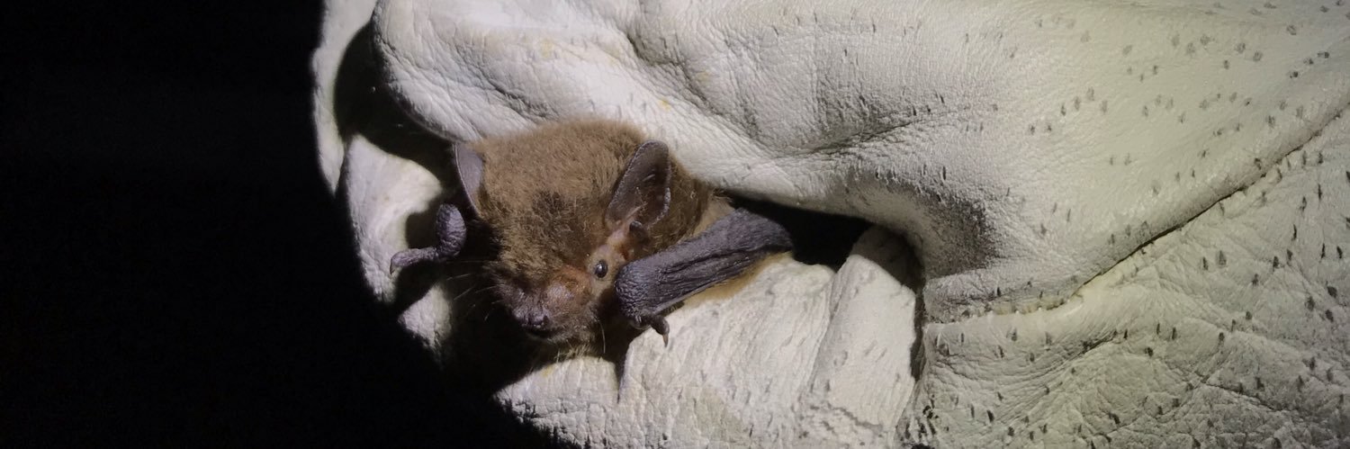 London Bat Group 🦇 banner