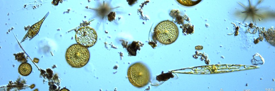 Jack Dickenson banner