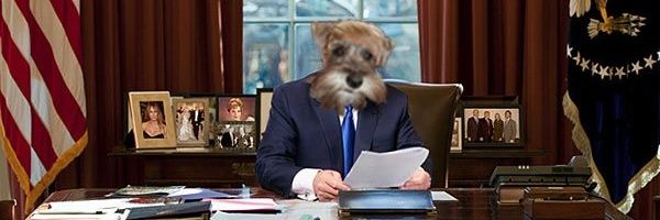 DajaScamardo's profile banner image