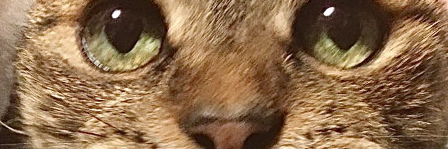 りーふぃる banner