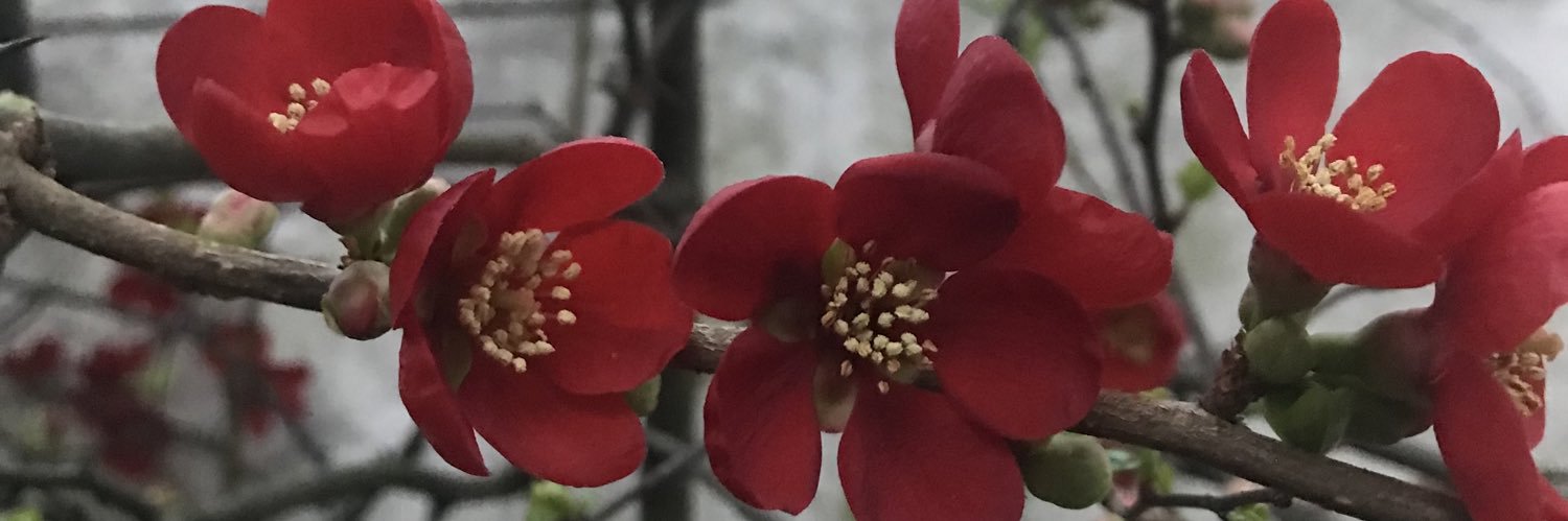 CLARE P 🇪🇺 #RejoinEU #SaveTheNHS 💙🇺🇦🇬🇱 banner