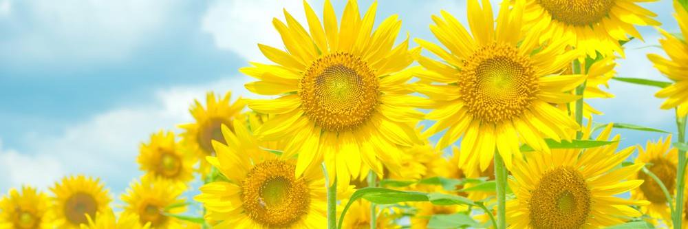 Coro_Aube's profile banner image