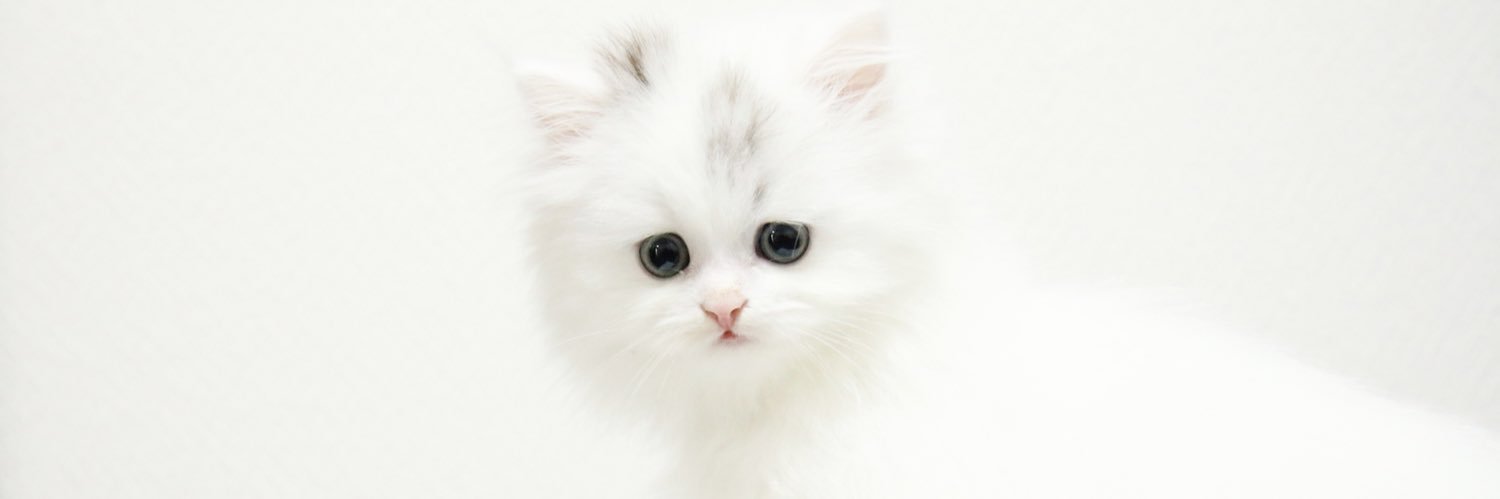 平　ハムスター banner