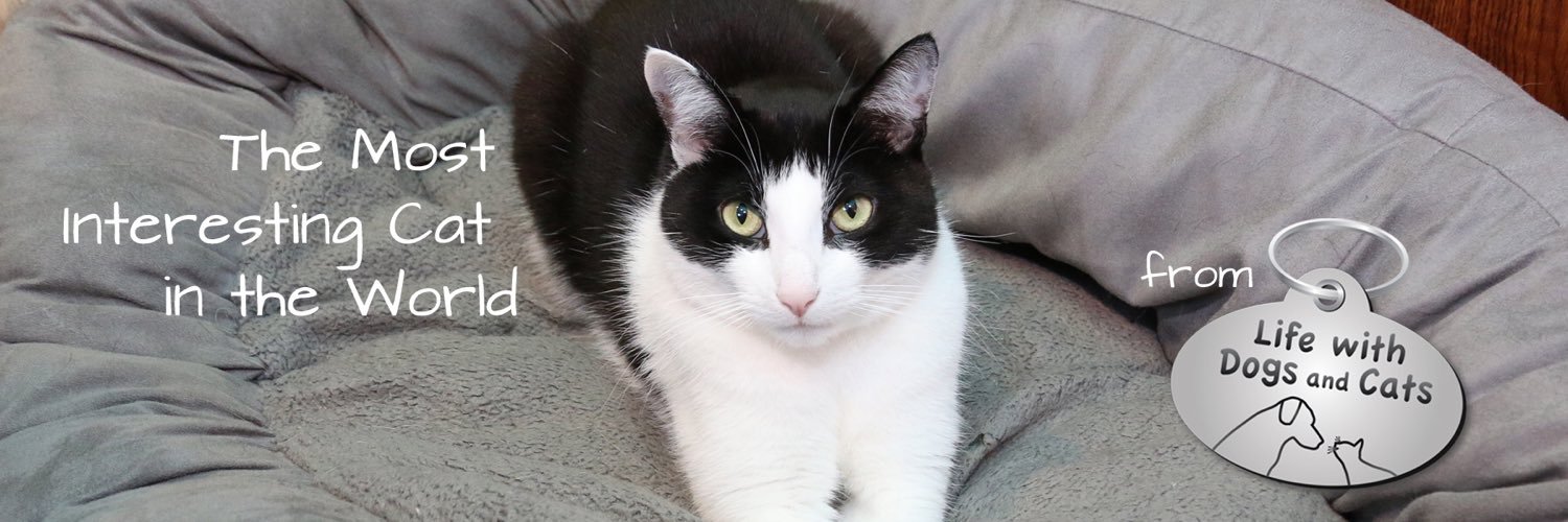 CalvinTKatz's profile banner image