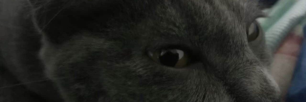 OChi_Mocca's profile banner image