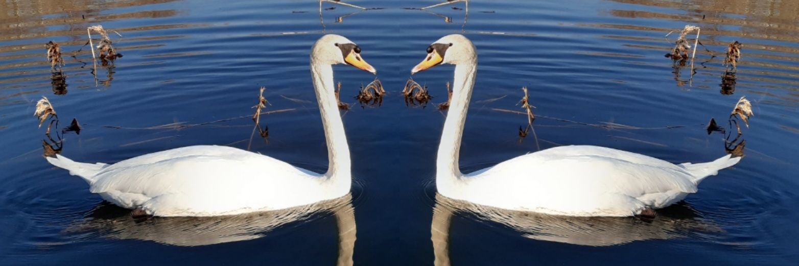 Gregory Fichet banner