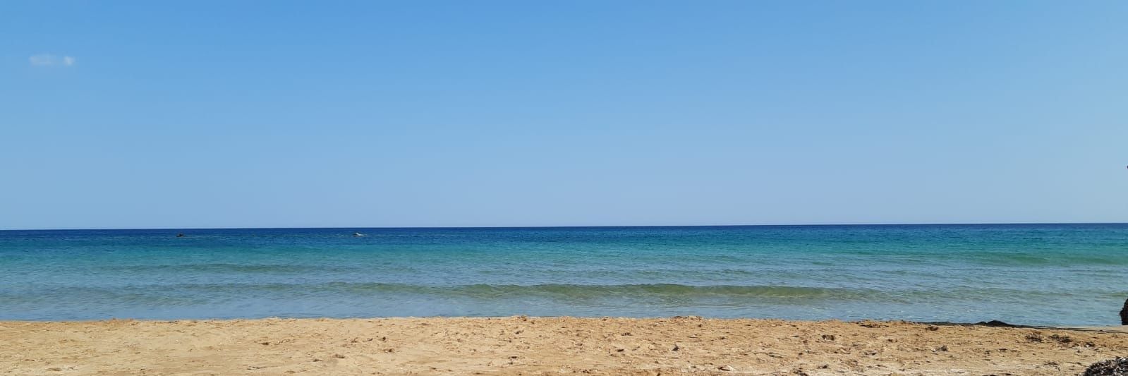 Licia  banner