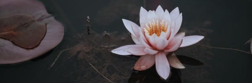 grace_srzv's profile banner image