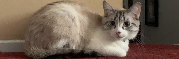 PaulyZ91 Profile Banner