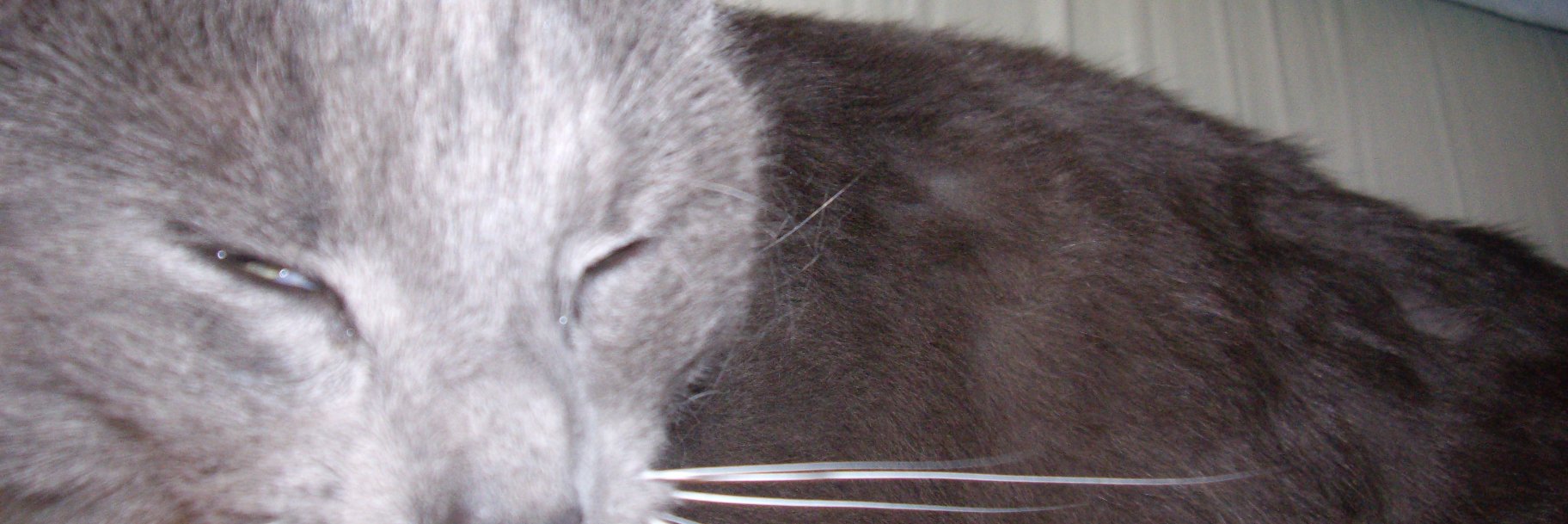 WaterDolon's profile banner image