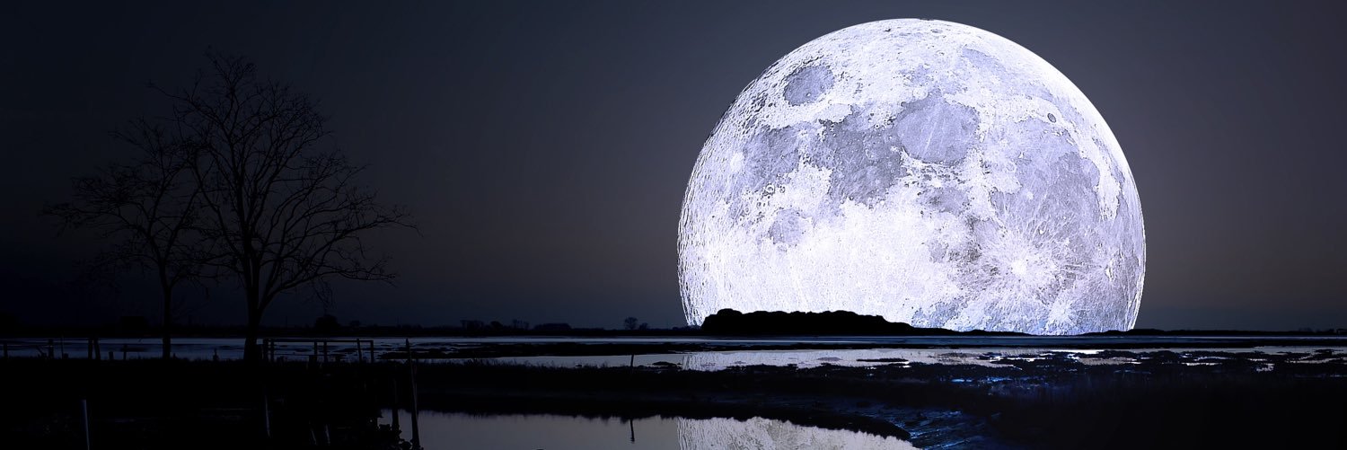 theforestnight's profile banner image