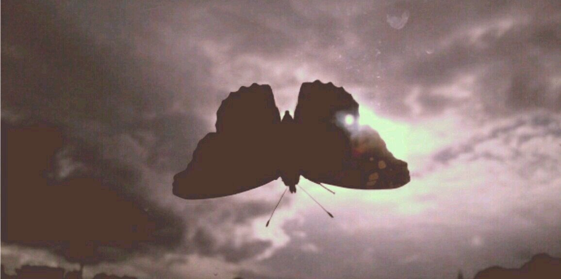 Martina D'Addea banner