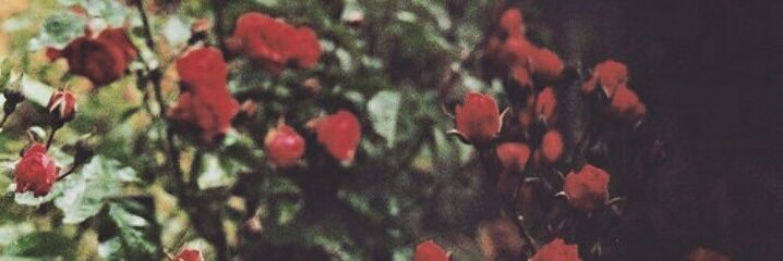 BeaArthur65's profile banner image