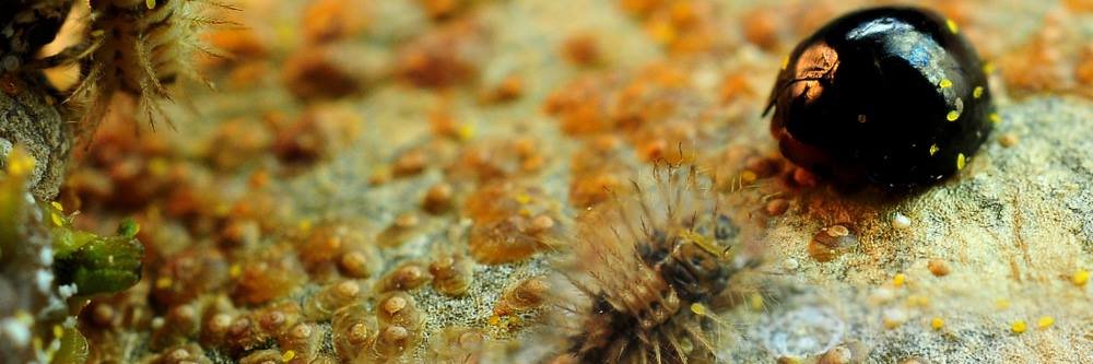 Katz Biotech AG banner