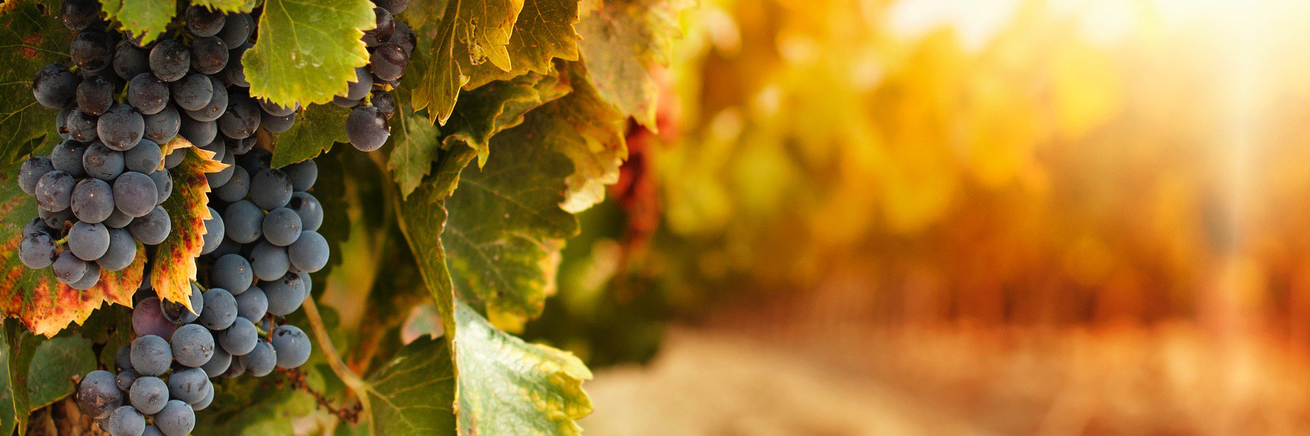 MountMWines's profile banner image
