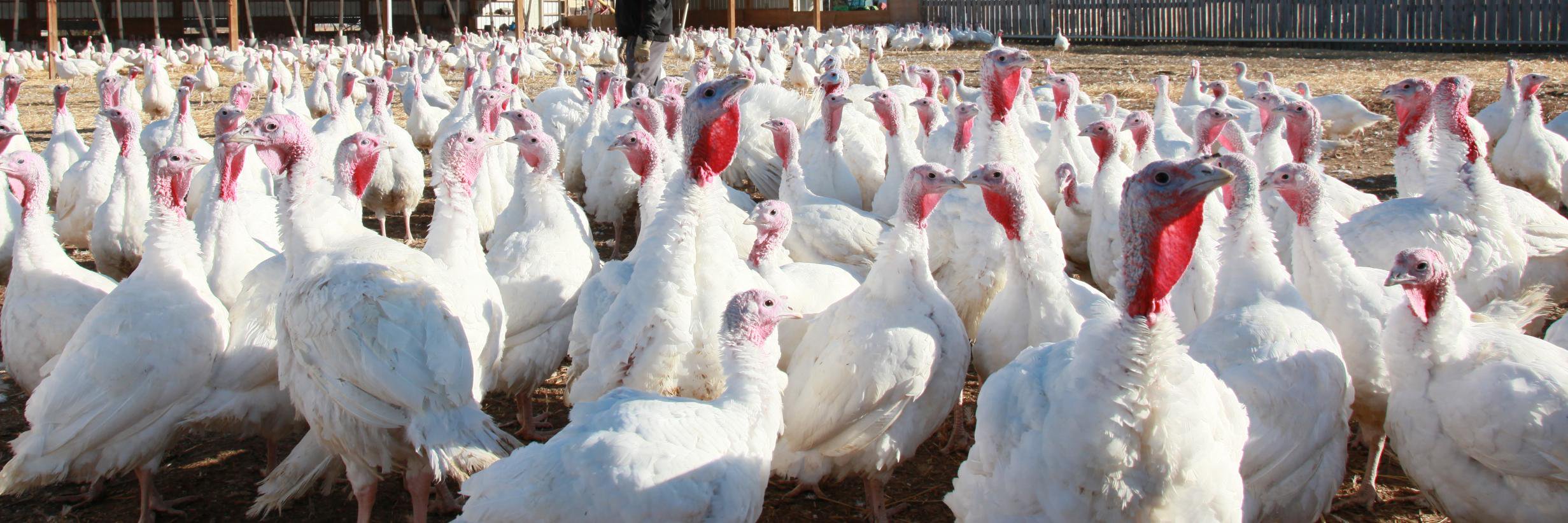 Winter's Turkey banner