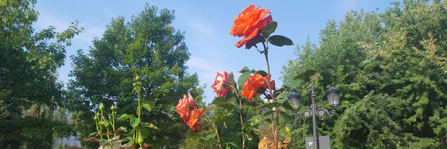 terrycusano's profile banner image