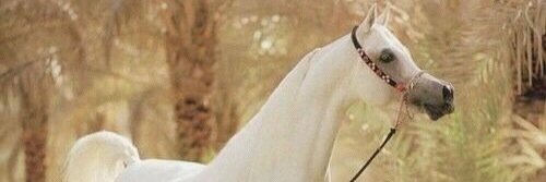 Meme_R_F's profile banner image
