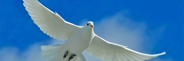 Bostickaren's profile banner image