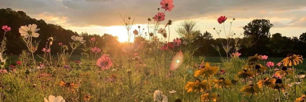 extramileforyou's profile banner image