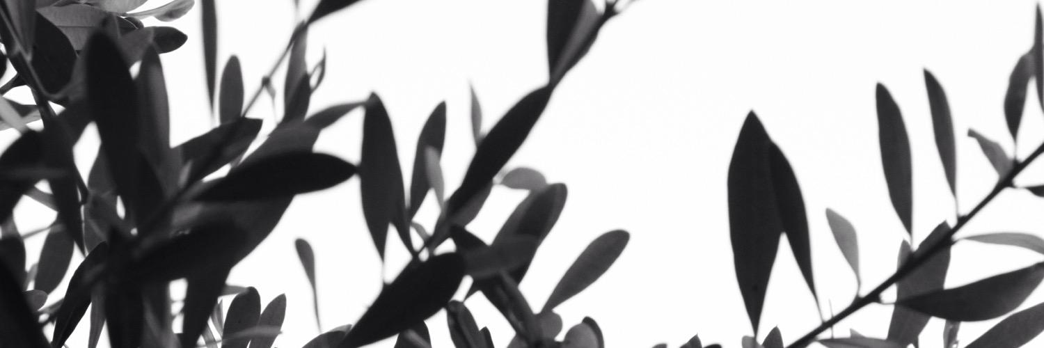 AnaFLeite's profile banner image