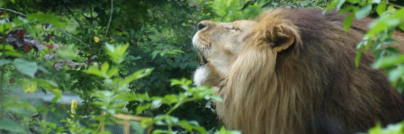 Lecture de sam banner