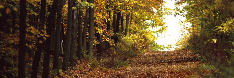 Kelly banner