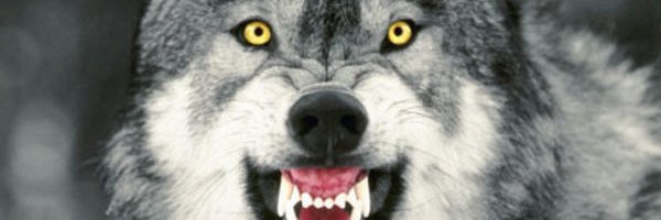 FraserMacInnes's profile banner image