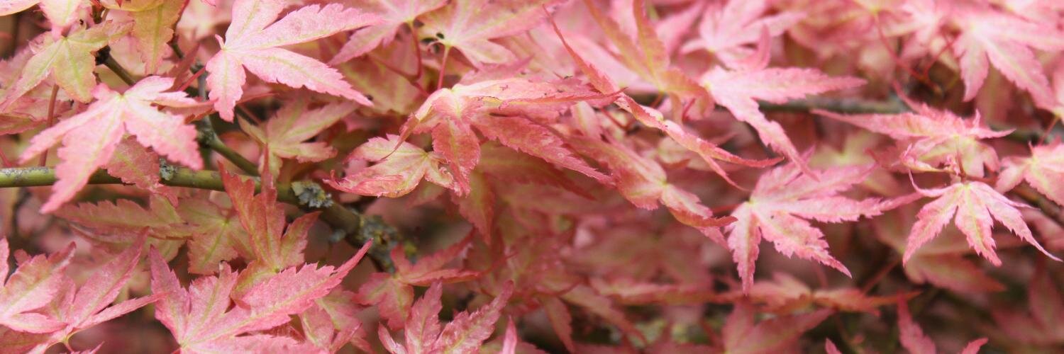 Silvia Piconese banner