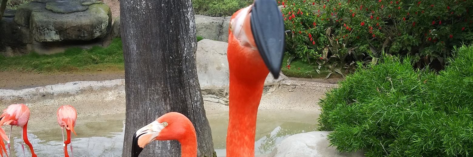 Deborah Caron banner