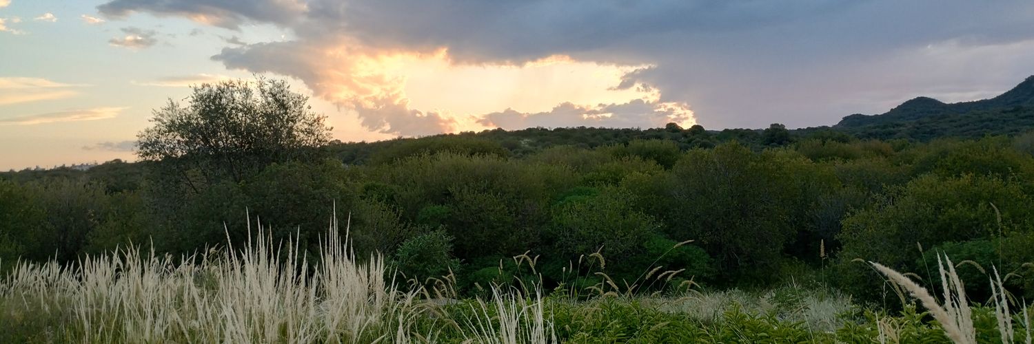Flormartinich's profile banner image