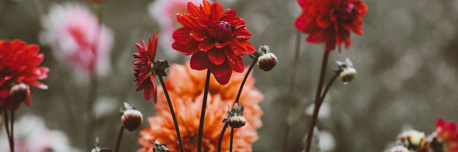 samantharreece's profile banner image