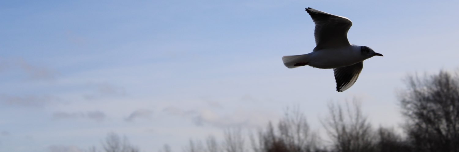 Penny Harrison Writer banner