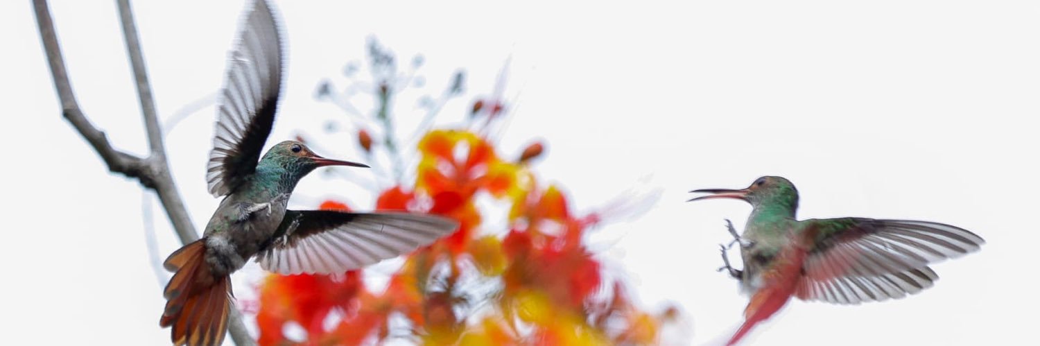 ParqueOmarPma's profile banner image