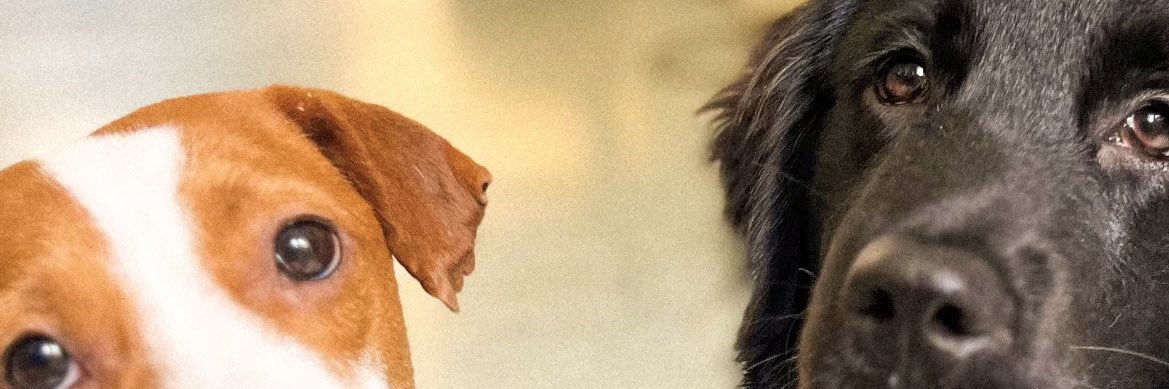 biancaooh's profile banner image