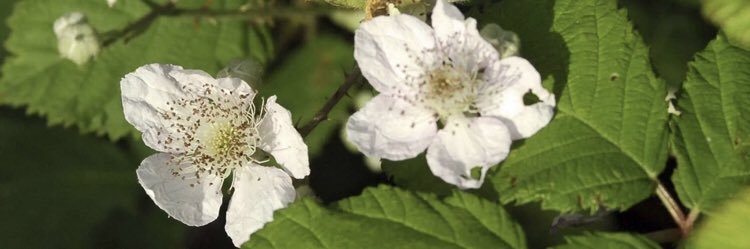 @BrambleClassHFS banner