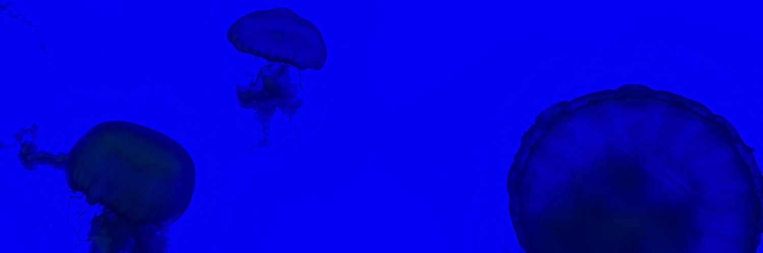 MadisonLatour's profile banner image