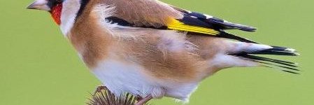 zelje13's profile banner image
